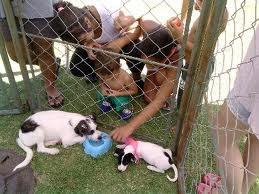 ONG Xodó de Bicho pode ser declarada de utilidade pública