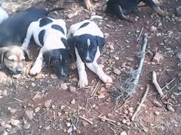 Associação Xodó de Bicho será beneficiada com verba municipal