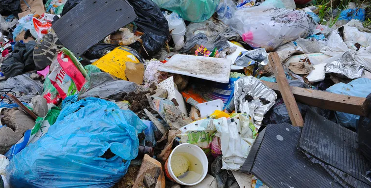 Pesquisa aponta que água sanitária pode ser eficaz no combate às larvas do mosquito da dengue