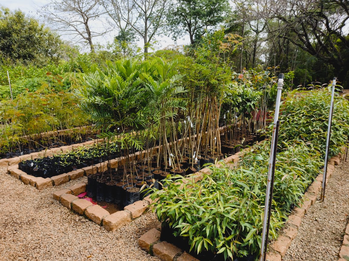 Viveiro Municipal realiza a doação de mais de 4 mil mudas de árvores em 2023