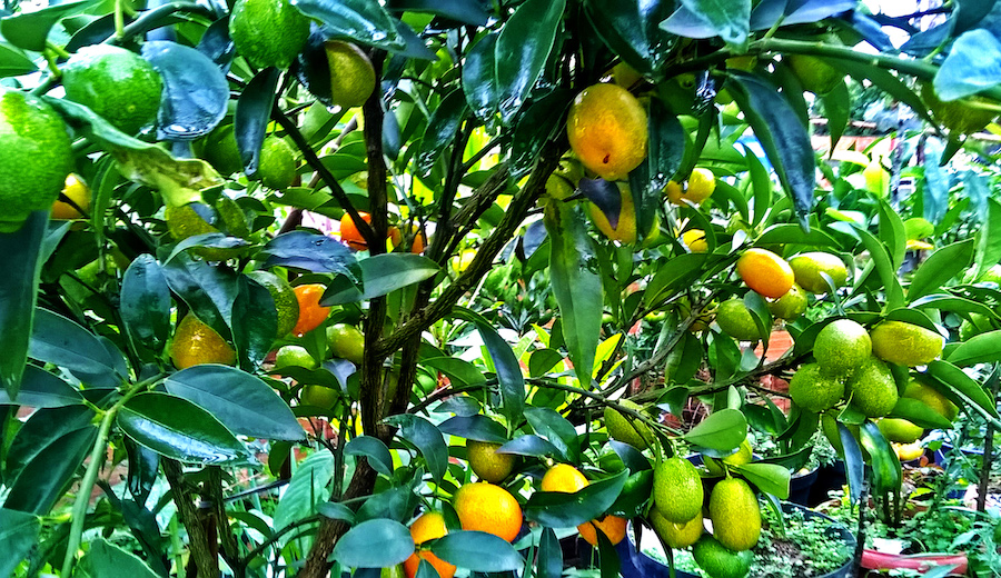 Projeto que cria o programa "Pomar Urbano" em Jaguariúna e aprovado na Câmara