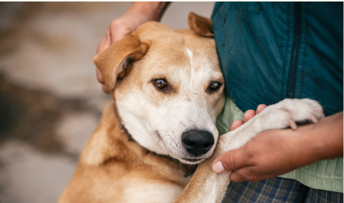 Vereadores aprovam nova legislação para proteção e bem-estar animal