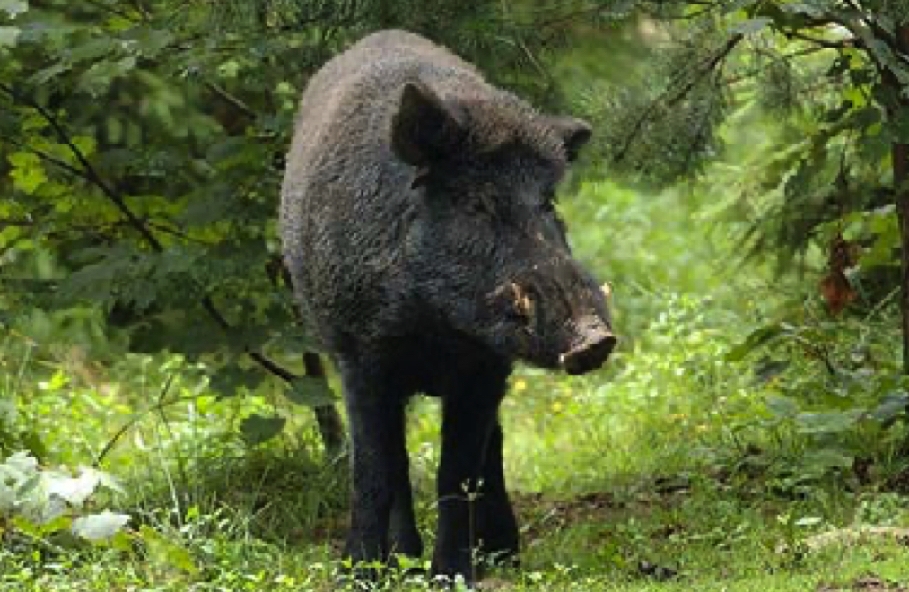 JAVALI - Norma e medidas de controle